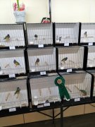 Vogelshow Elburg