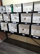 Vogelshow Elburg