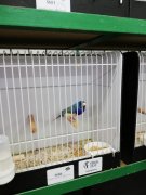 Jan Steneker heeft goud op de Nederlandse Kampioenschappen vogeltentoonstelling